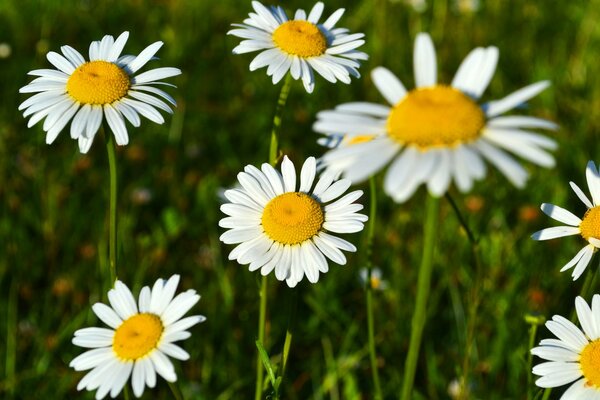 Fioritura di camomilla con erba verde al sole