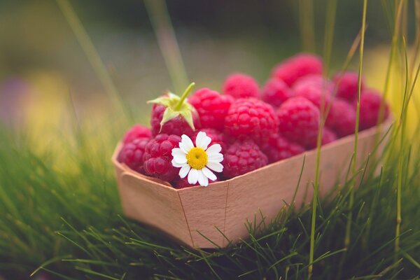 Raspberries in a basket on the grass and chamomile