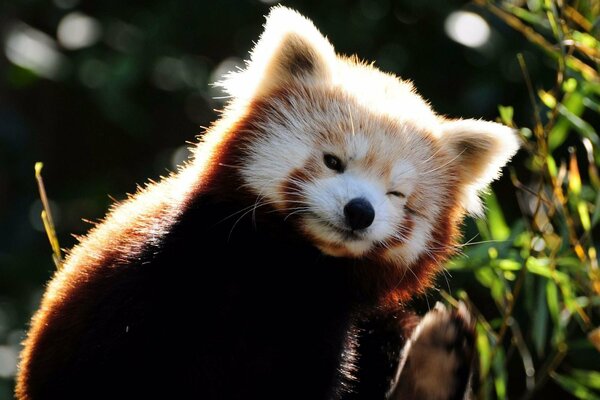 Cute panda squinted her eyes from the bright light