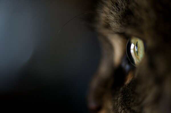Photo of a macro cat with a green eye