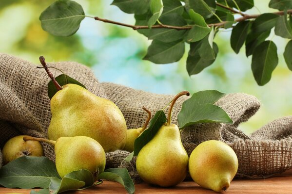 Ripe pears are lying on the table