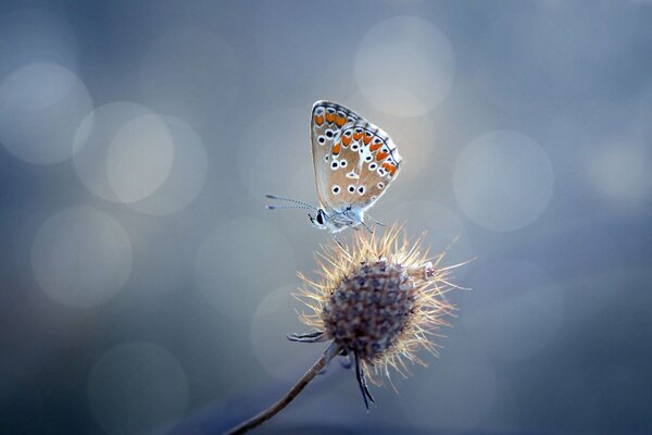 A beautiful butterfly flying over a thorn