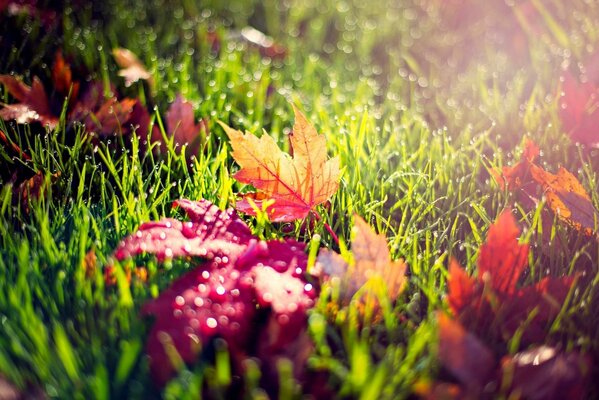 Yellow leaves on green grass with dew