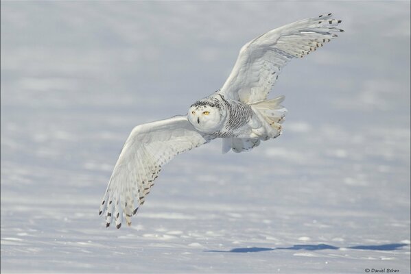 Hibou polaire vole sur fond de neige blanche