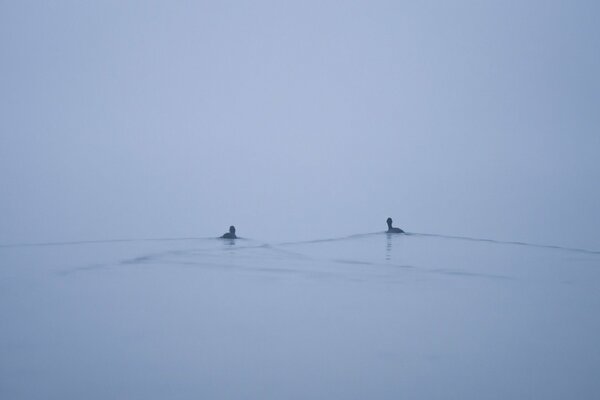 Dos patos nadando en el lago en la niebla