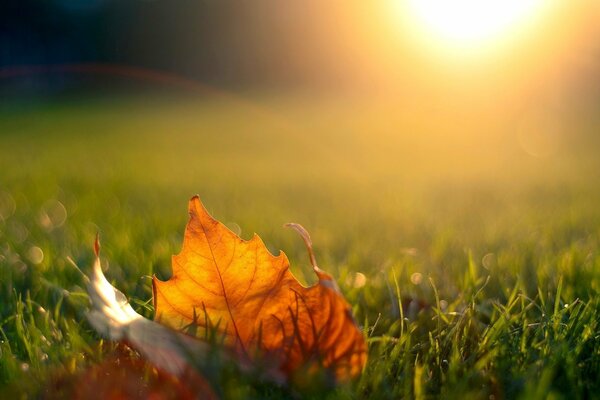 The sunset falls on the grass with light