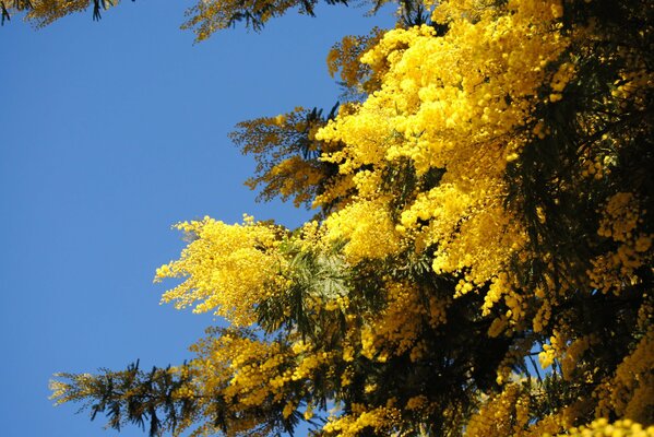 Yellow mimosa on a blue sky background