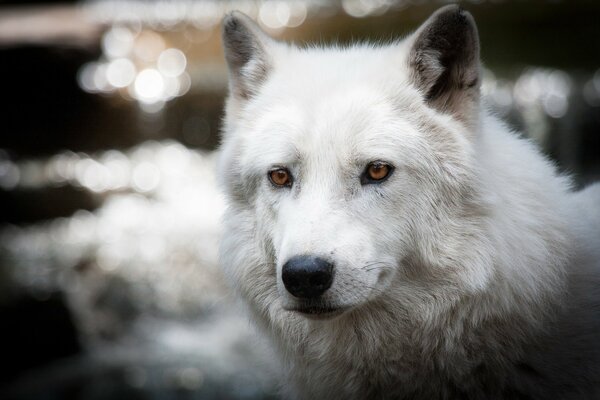 Hermoso lobo polar blanco