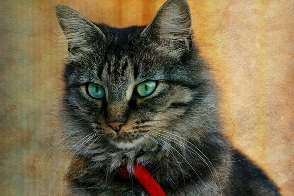 Chat gris avec des yeux verts portrait