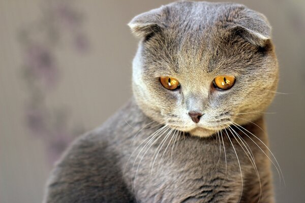 Grey lop-eared cat with yellow eyes