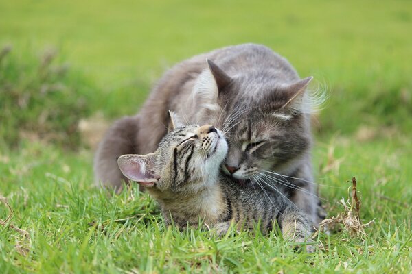 Gato gris con gatito en la hierba