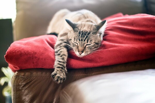 Le chat dort sur un plaid rouge