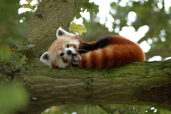 Redhead Panda gähnt auf einem Baum