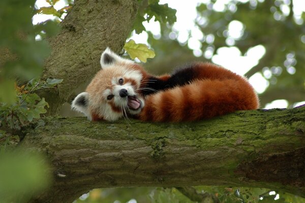 Panda pelirroja bosteza en un árbol