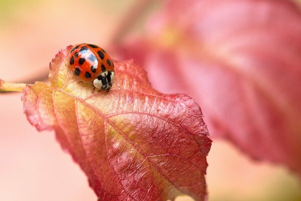 Ladybug on a red leaf