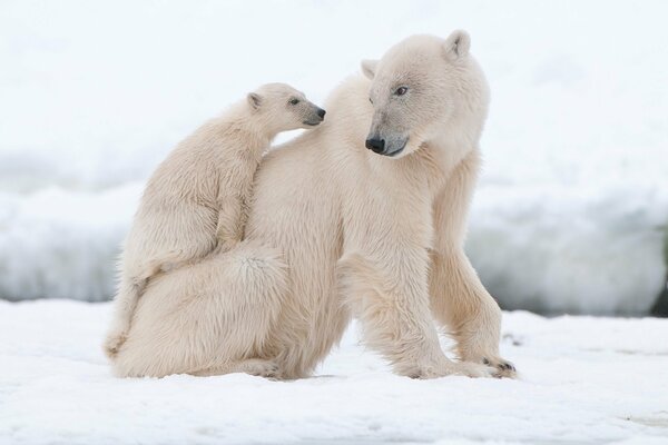 A family of polar bears in the snow