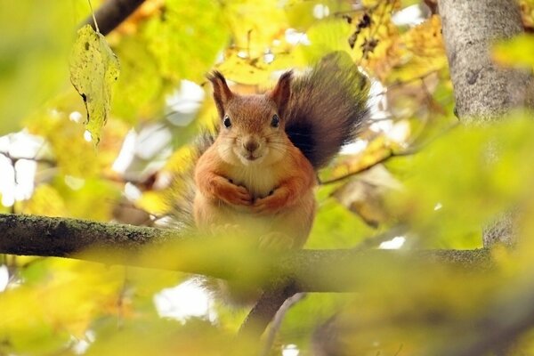 Rotes Eichhörnchen sitzt auf einem Ast vor dem Hintergrund der gelben Blätter
