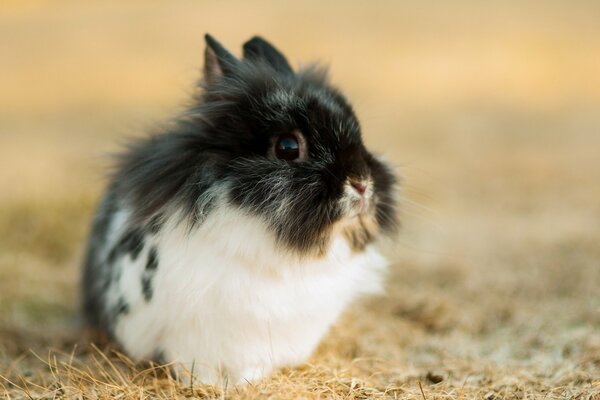 Kleines Kaninchen auf einer Lichtung mit trockenem Gras