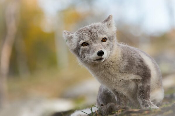 Arctic fox looks into the lens