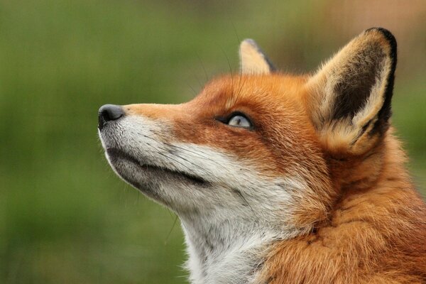 Portrait of the muzzle of a red fox