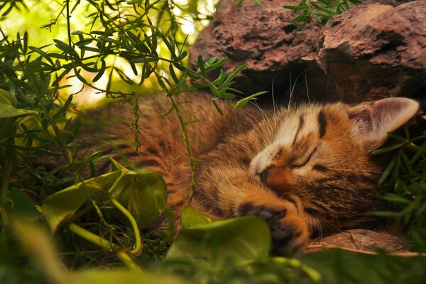 Rothaarige schlafende Katze im Wald