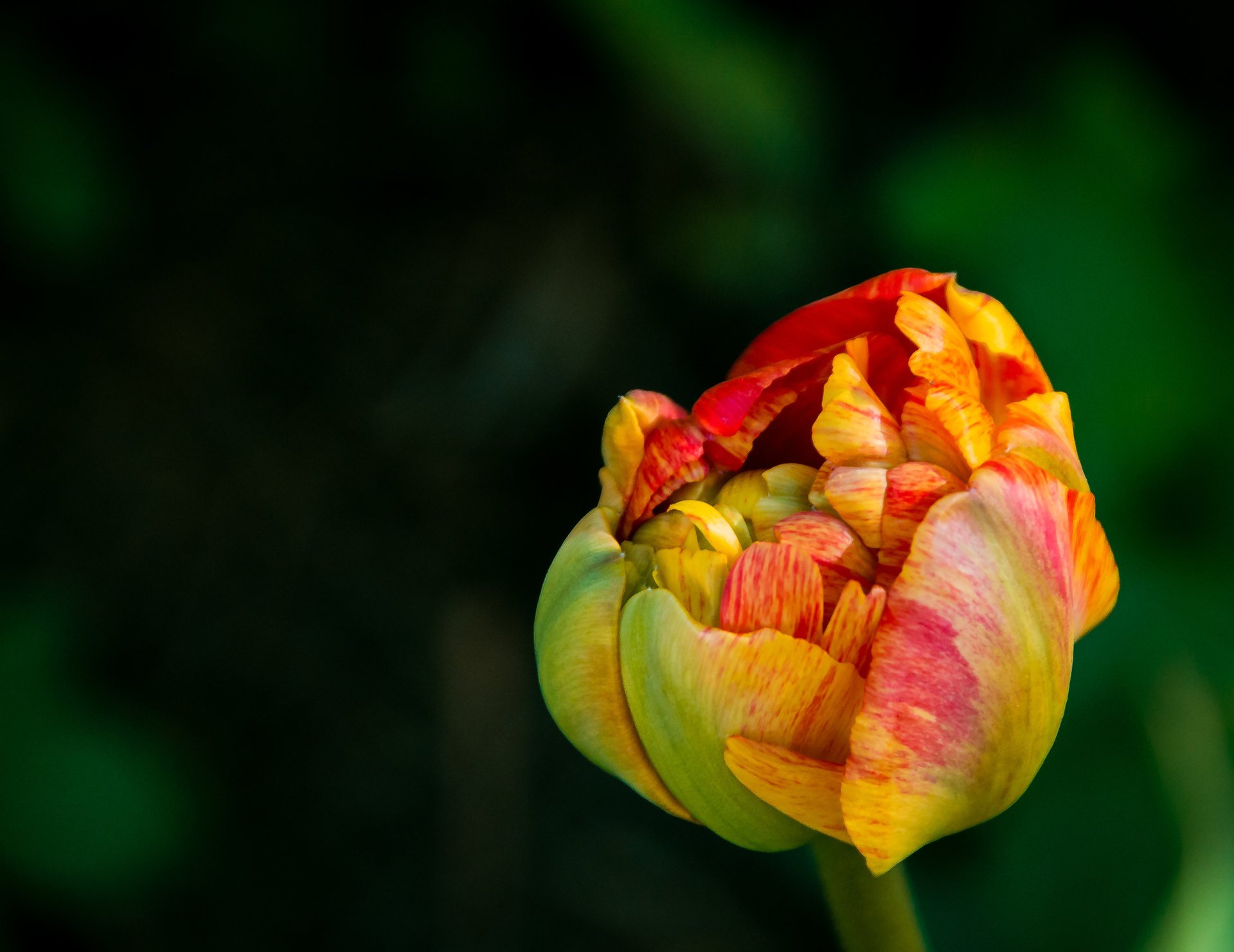 tulipe fleur