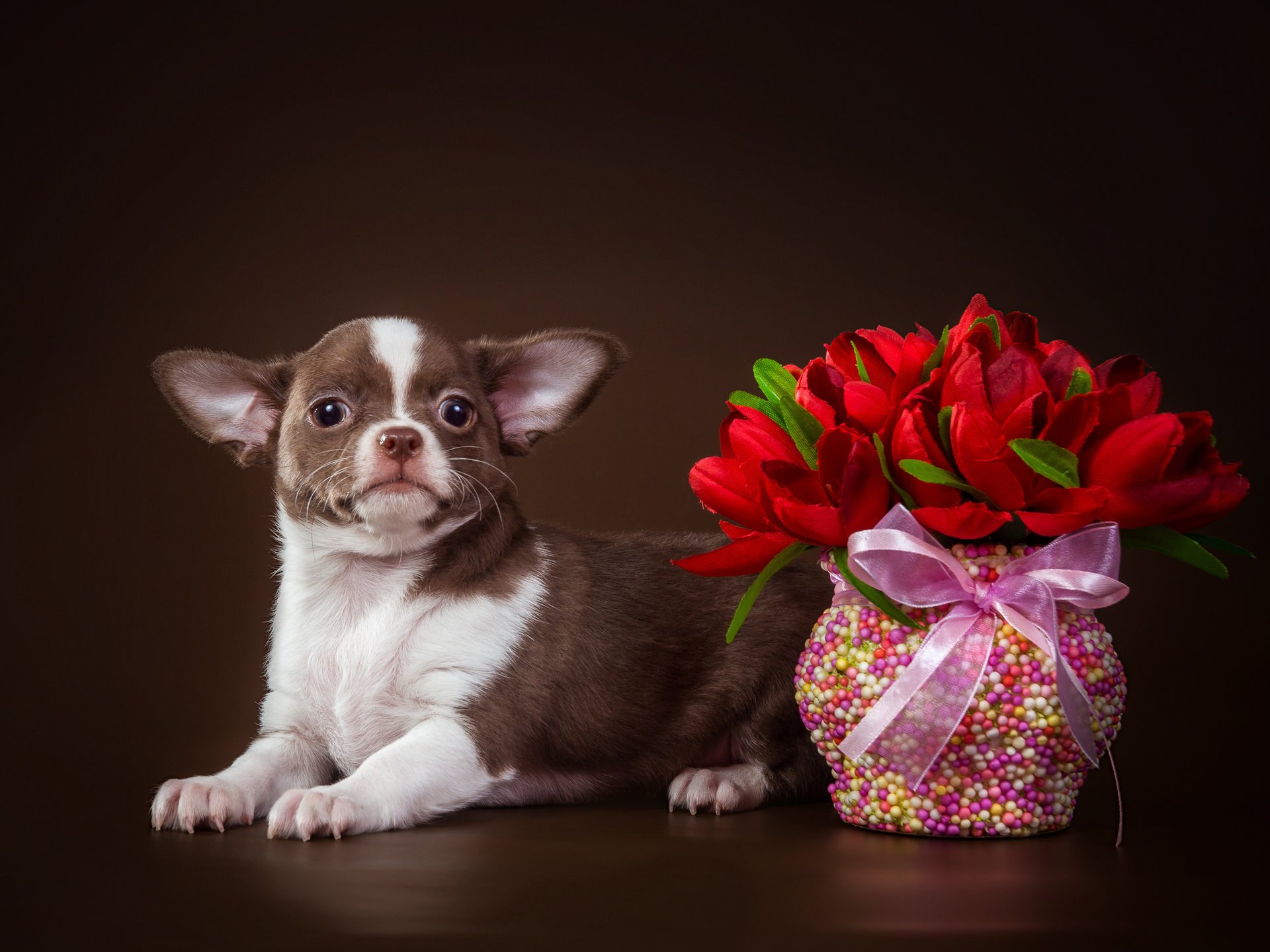 chihuahua vase tulipes