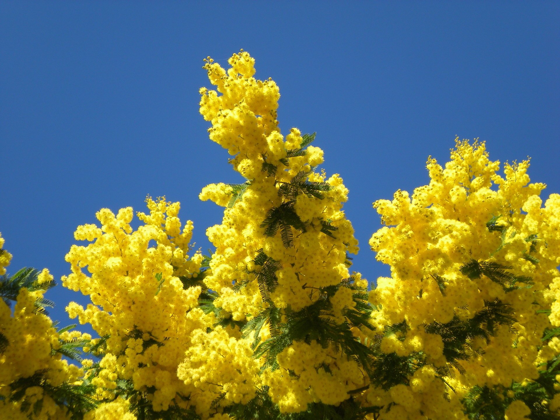 pring mimosa trees nature the sky yellow blue