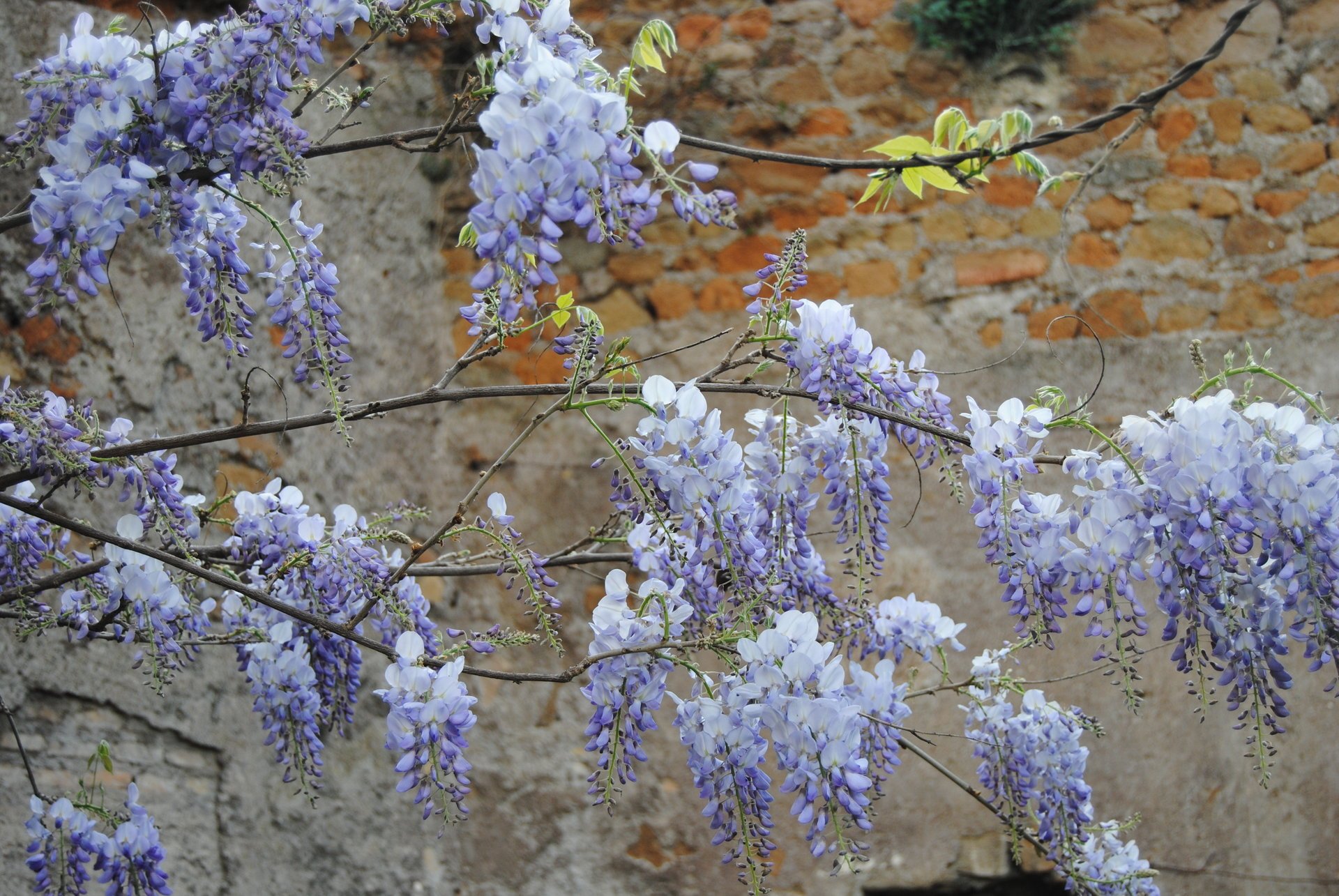 fleurs printemps glycine lilas mur branche délicat