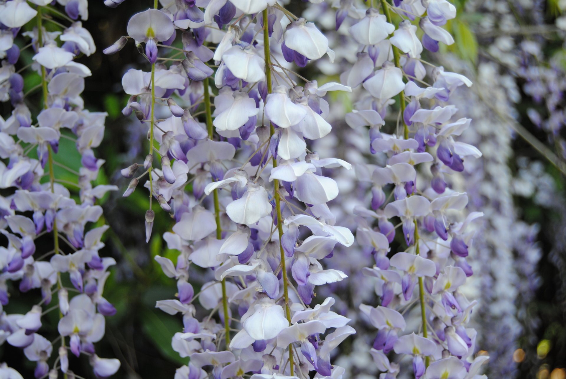 fleurs glycine lilas nature