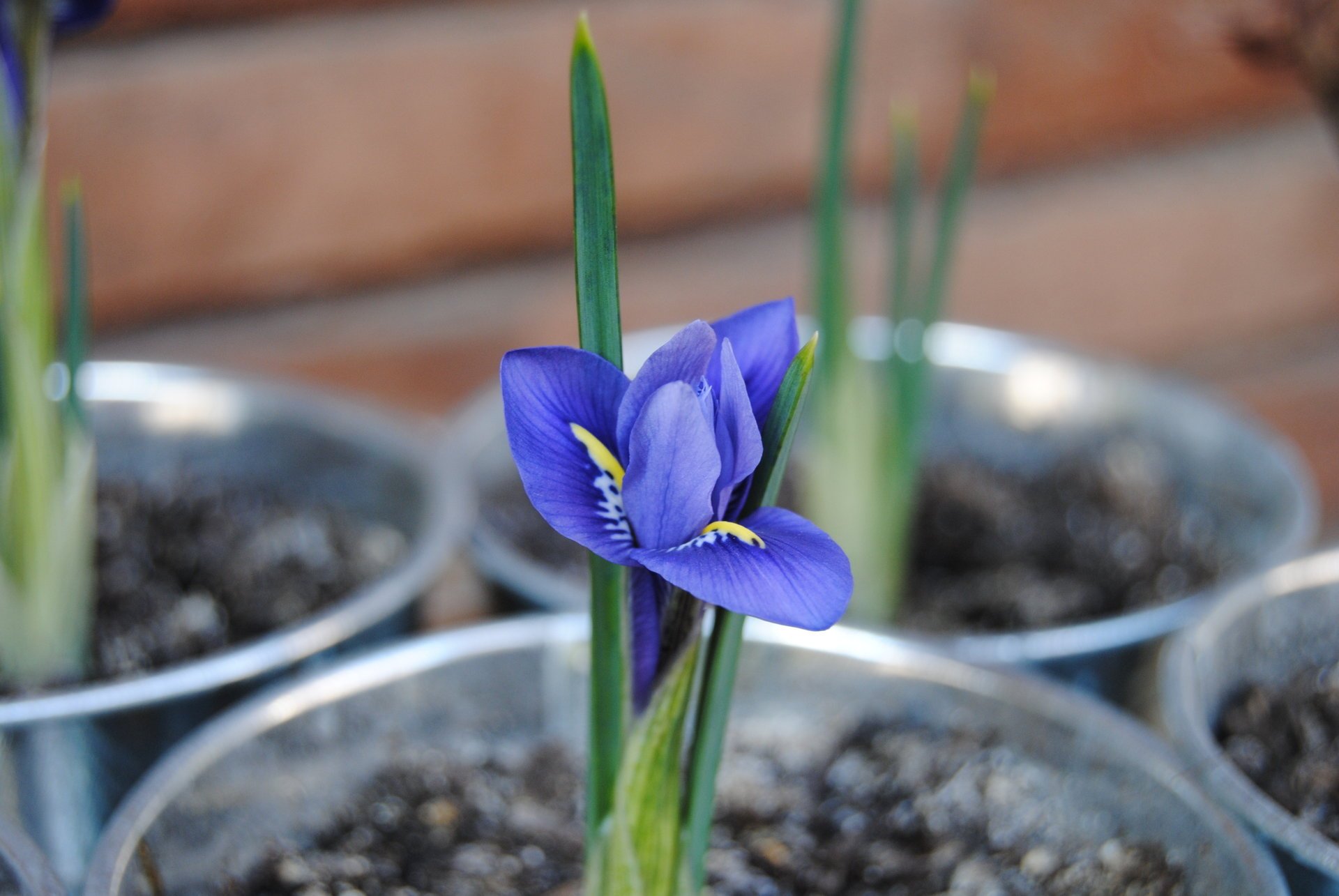 fiori iris primavera macro viola