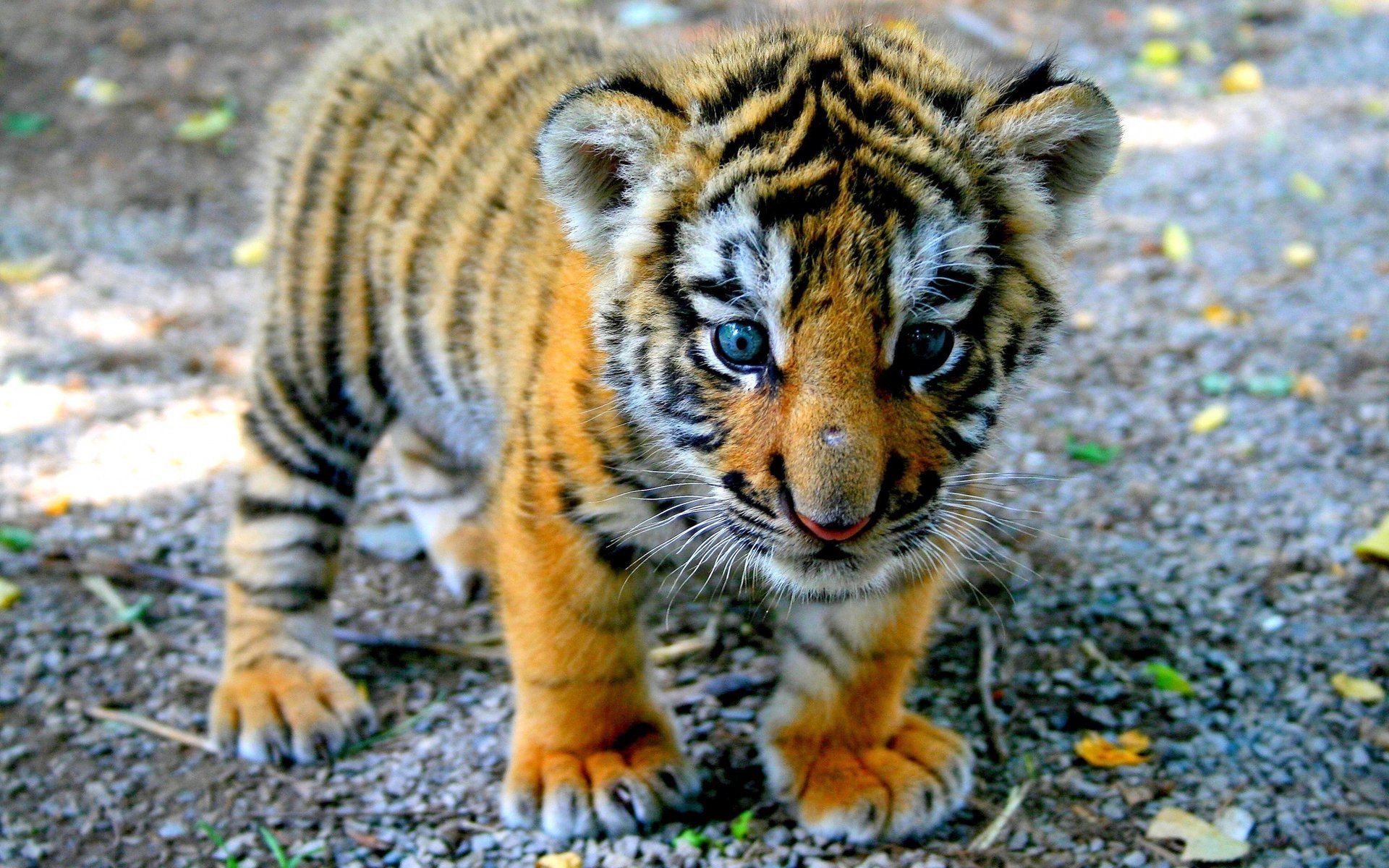 tigre cachorro mirada bebé patas