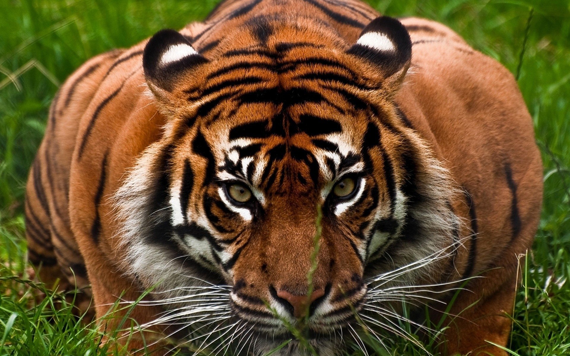 tiger face aggression beast