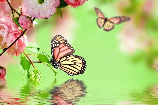 Papillons et branche de Sakura sur l eau sur fond vert