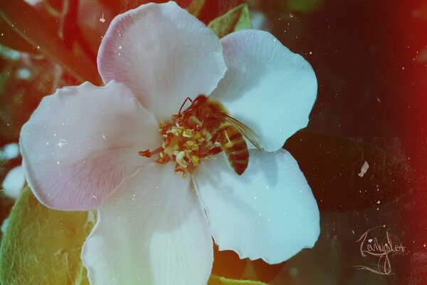 Beautiful white flower with a bee