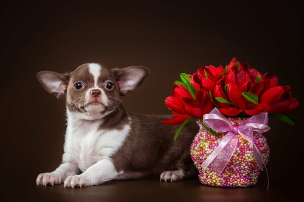 Simpatico cagnolino con tulipani