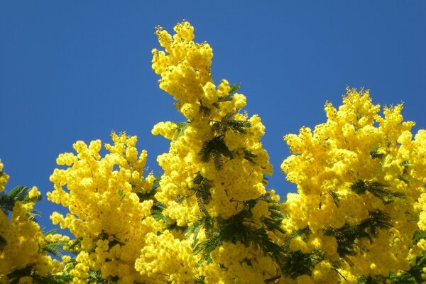 Mimosa gialla brillante contro il cielo blu