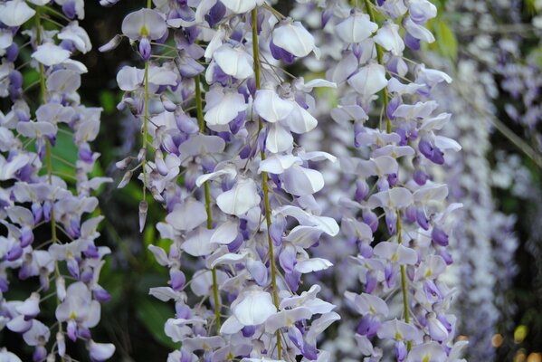 Lilafarbene Glyzinienblume im Park