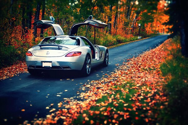 Mercedes-benz amg en el bosque en otoño