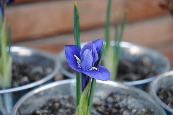 Frühlingsblume Iris in Makroaufnahmen