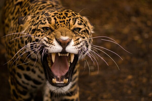 Adulte, effrayant léopard grogne