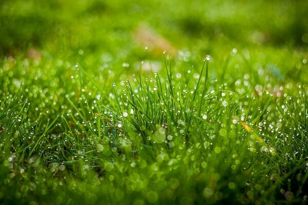 Erba verde mattutina con rugiada