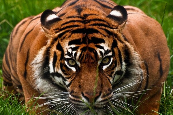 Ein großer Tiger, der sich im Gras versteckt