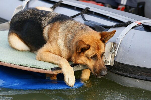 Cane da pastore triste che guarda nell acqua