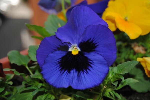 Purple violet in macro shooting