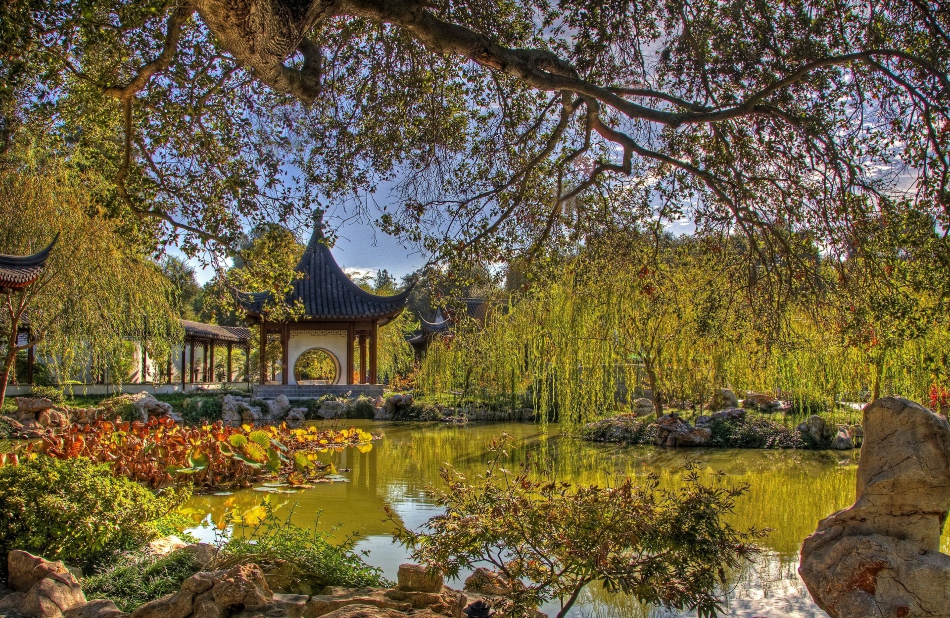 albero gazebo stagno cina flora ramo