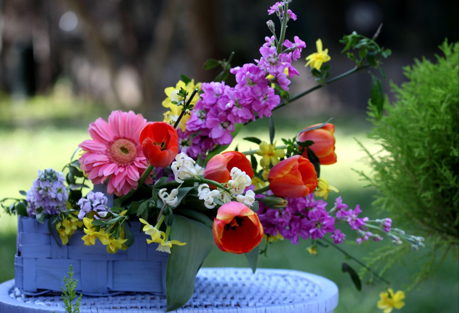 gerbera shopping composizione tulipani