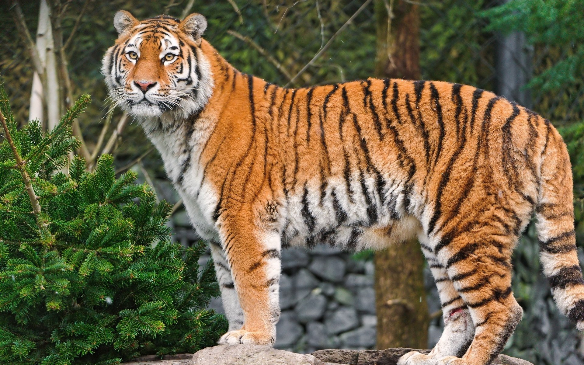 tigre depredador amur