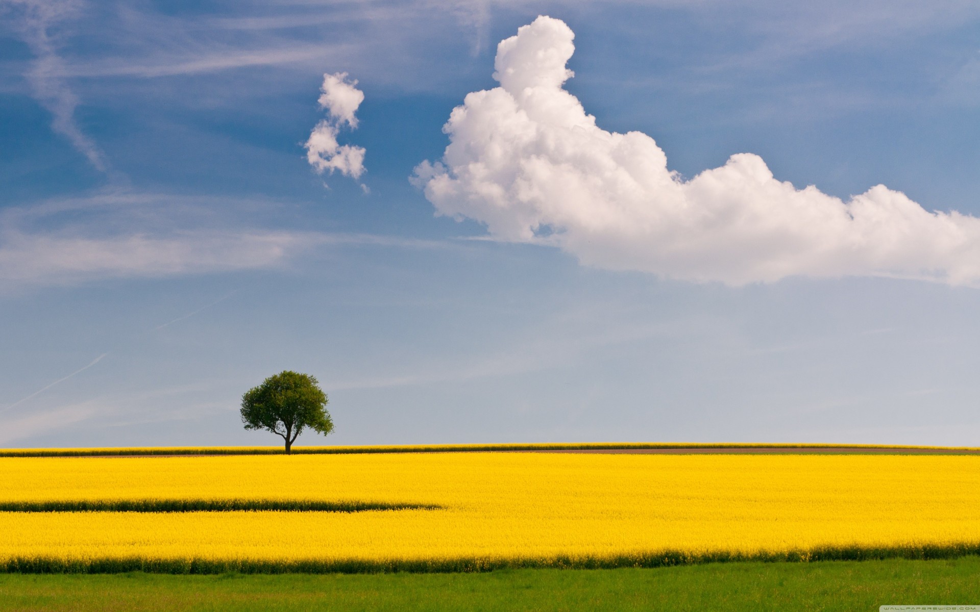 landschaft baum blau feld gelb