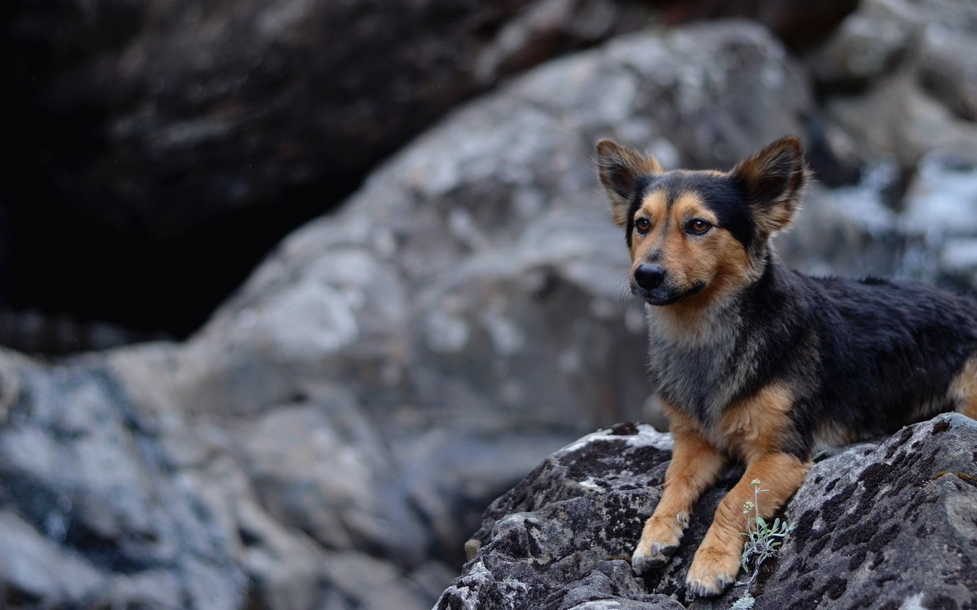 dog stones background